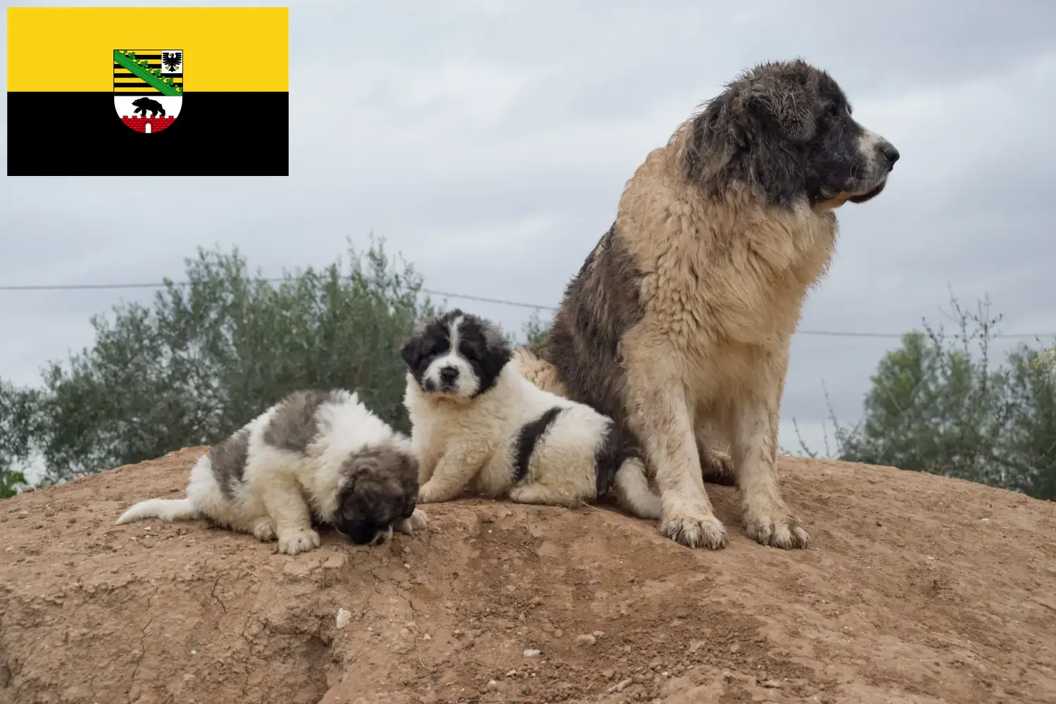 Read more about the article Criadores de Mastín del Pirineo e cachorros em Saxónia-Anhalt