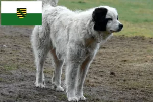 Read more about the article Criadores de Mastín del Pirineo e cachorros na Saxónia