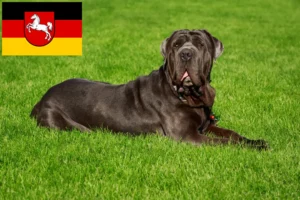 Read more about the article Criadores de Mastino Napoletano e cachorros na Baixa Saxónia