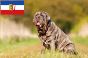 Read more about the article Criadores de Mastino Napoletano e cachorros em Schleswig-Holstein
