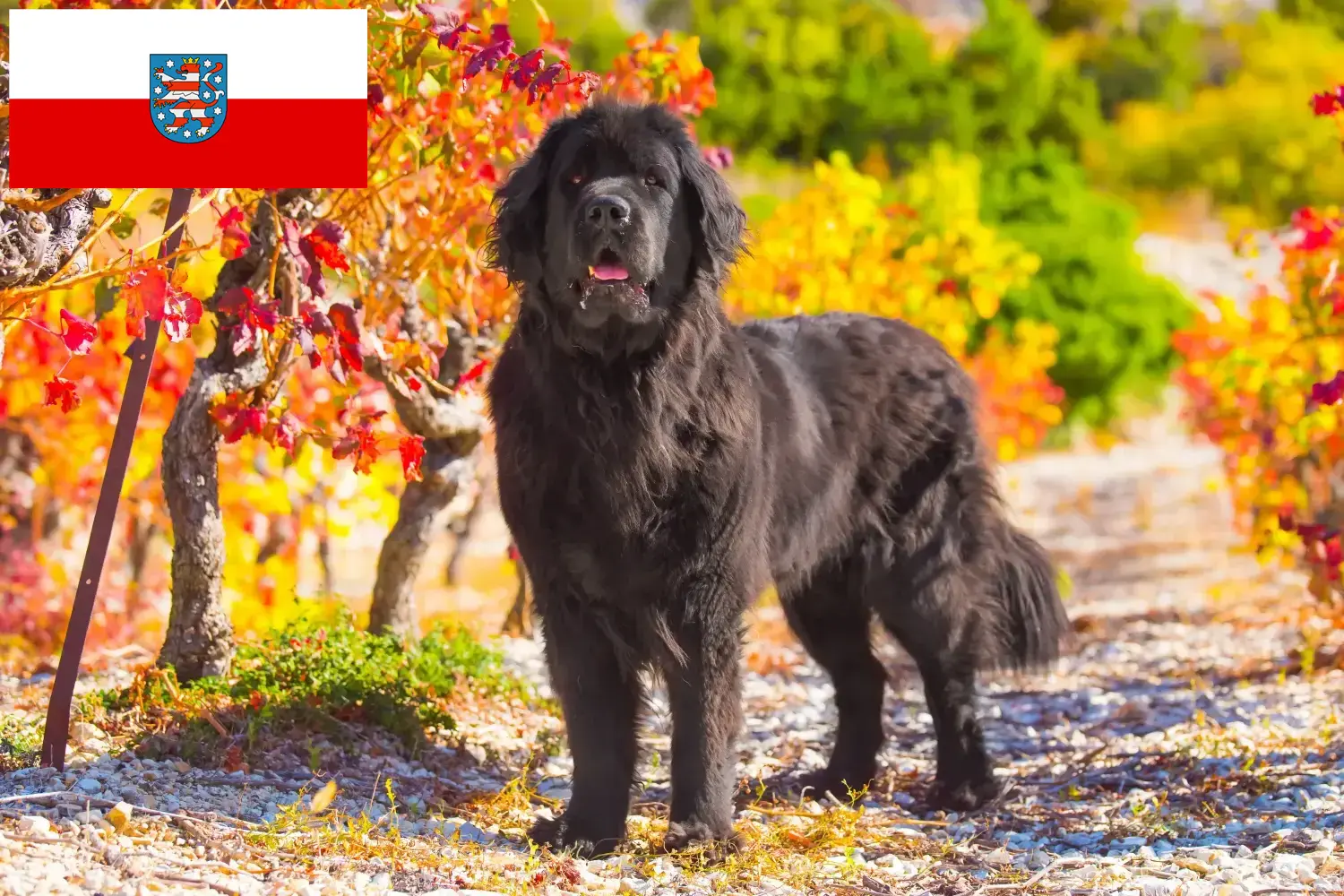 Cachorros e criadores de Terra Nova Turíngia Aqui pode encontrar criadores de Terra Nova na Turíngia.