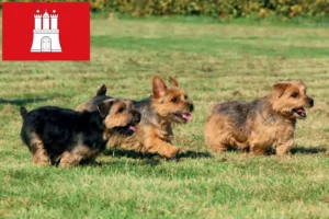 Read more about the article Criadores de Norfolk Terrier e cachorros em Hamburgo