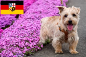 Read more about the article Criadores de Norfolk Terrier e cachorros em Saarland