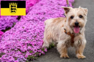 Read more about the article Criadores de Norfolk Terrier e cachorros em Baden-Württemberg