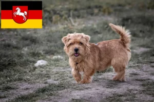 Read more about the article Criadores de Norfolk Terrier e cachorros na Baixa Saxónia