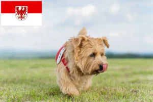 Read more about the article Criadores de Norfolk Terrier e cachorros em Brandenburg