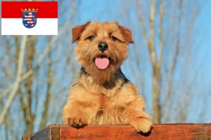 Read more about the article Criadores de Norfolk Terrier e cachorros em Hessen