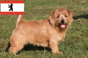 Read more about the article Criadores de Norfolk Terrier e cachorros em Berlim
