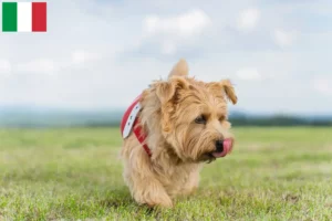 Read more about the article Criadores de Norfolk Terrier e cachorros em Itália