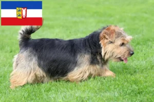 Read more about the article Criadores de Norfolk Terrier e cachorros em Schleswig-Holstein