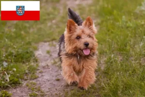 Read more about the article Criadores de Norwich Terrier e cachorros em Thuringia