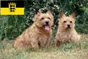 Read more about the article Criadores de Norwich Terrier e cachorros em Baden-Württemberg