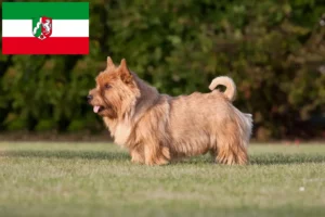 Read more about the article Criadores de Norwich Terrier e cachorros em Renânia do Norte-Vestefália
