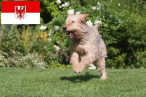 Read more about the article Criadores de lontra e cachorros em Brandenburg