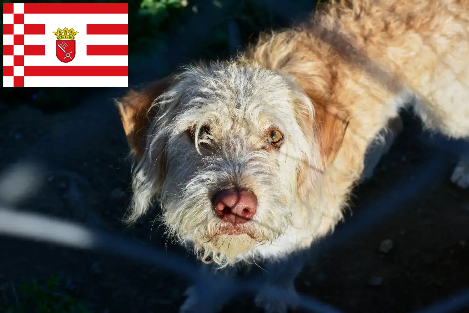 Read more about the article Criadores de lontra e cachorros em Bremen