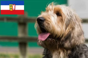 Read more about the article Criadores de lontra e cachorros em Schleswig-Holstein