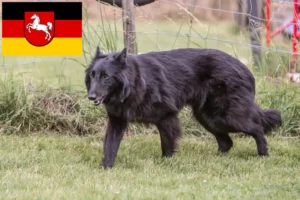 Read more about the article Criador de cães de pastor belga e cachorros na Baixa Saxónia