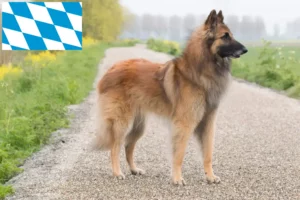 Read more about the article Criador de cães de pastor belga e cachorros na Baviera