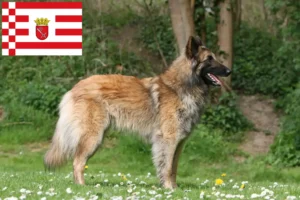 Read more about the article Pastor Belga Criador de cães e cachorros em Bremen