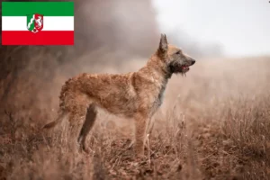 Read more about the article Criadores de Pastor Belga e cachorros na Renânia do Norte-Vestefália