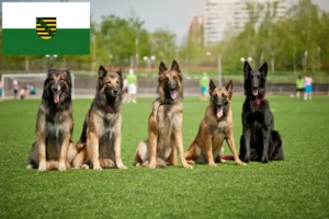 Read more about the article Criador de cães de pastor belga e cachorros em Saxónia