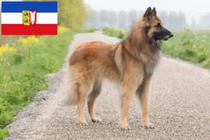 Read more about the article Criador de cães de pastor belga e cachorros em Schleswig-Holstein