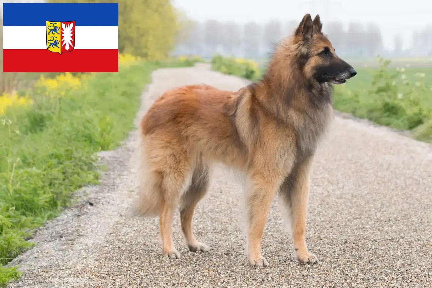 Read more about the article Criador de cães de pastor belga e cachorros em Schleswig-Holstein