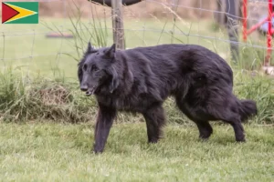 Read more about the article Criador de cães de pastor belga e cachorros na Guiana