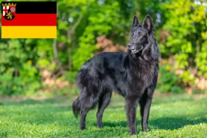 Read more about the article Criador de cães de pastor belga e cachorros em Renânia-Palatinado