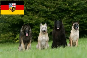 Read more about the article Criador de cães de pastor belga e cachorros em Sarre