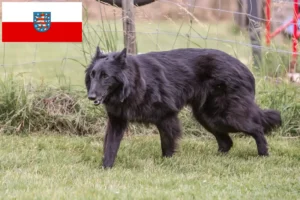 Read more about the article Criador de cães de pastor belga e cachorros em Thuringia