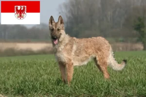 Read more about the article Criador de cães de pastor belga e cachorros em Brandenburg