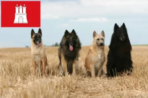 Read more about the article Criador de cães de pastor belga e cachorros em Hamburgo