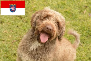 Read more about the article Criadores de Perro de Agua Español e cachorros em Hessen