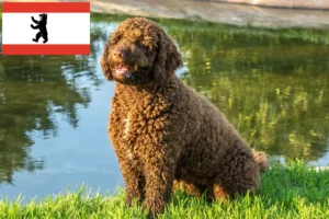 Read more about the article Perro de Agua Español criadores e cachorros em Berlim