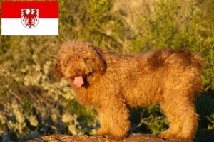 Read more about the article Criadores de Perro de Agua Español e cachorros em Brandenburg