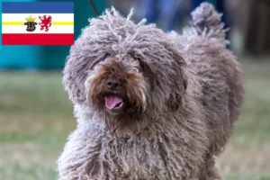Read more about the article Criadores de Perro de Agua Español e cachorros em Mecklenburg-Vorpommern
