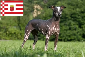 Read more about the article Criador de cães sem pelo peruanos e cachorros em Bremen