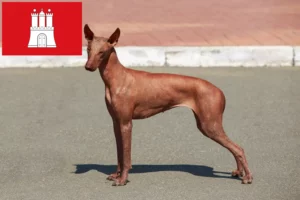 Read more about the article Criador de cães sem pelo peruanos e cachorros em Hamburgo