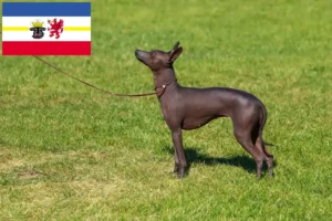 Read more about the article Criador de cães sem pelo peruanos e cachorros em Mecklenburg-Vorpommern