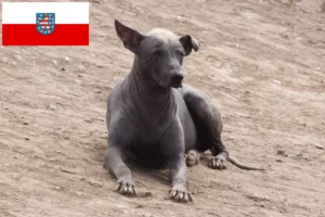 Read more about the article Criador de cães sem pelo peruanos e cachorros em Thuringia