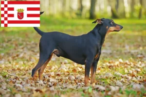Read more about the article Criador de Pinscher alemão e cachorros em Bremen