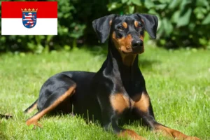 Read more about the article Criadores de Pinscher alemão e cachorros em Hessen
