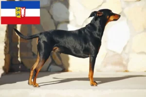 Read more about the article Criadores de Pinscher alemão e cachorros em Schleswig-Holstein