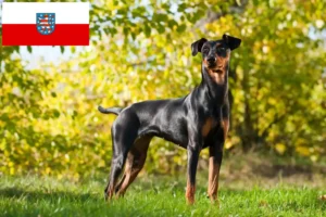 Read more about the article Criadores de Pinscher alemão e cachorros em Thuringia