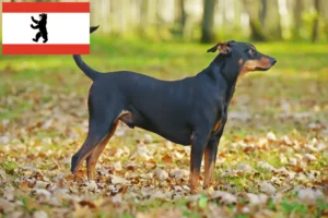 Read more about the article Criador de Pinscher alemão e cachorros em Berlim