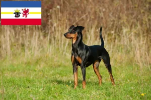 Read more about the article Criadores de Pinscher alemão e cachorros em Mecklenburg-Vorpommern