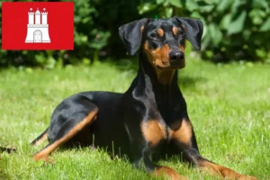 Read more about the article Criador de Pinscher alemão e cachorros em Hamburgo