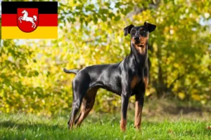 Read more about the article Criadores de Pinscher alemão e cachorros na Baixa Saxónia