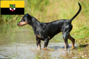 Read more about the article Criadores de Pinscher alemão e cachorros em Saxónia-Anhalt